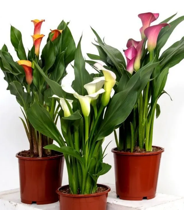 Зантедеския эфиопская (Zantedeschia aethiopica)