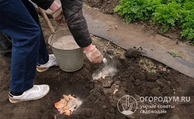 Важную роль играет своевременное внесение удобрений, содержащих сбалансированный комплекс макро- и микроэлементов