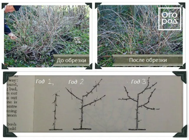 Обрезка куста крыжовника