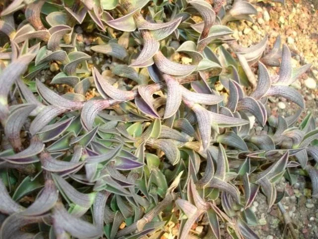 Традесканция ладьевидная (лат. Tradescantia navicularis)