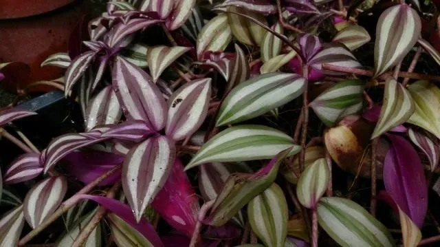 Традесканция зебровидная, или висячая. Зебрина (Tradescantia zebrina)