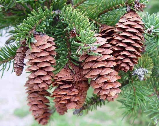 Picea glauca Conica