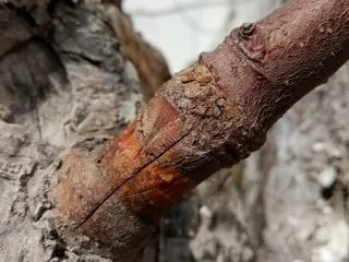 Прижившаяся прививка яблони черенком в расщеп