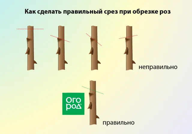 Как правильно сделать срез при обрезке роз