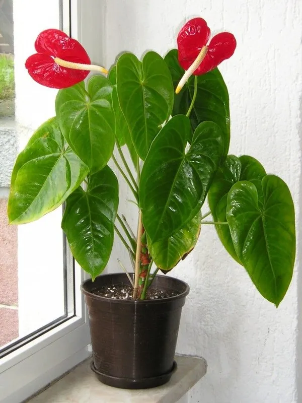 Антуриум (Anthurium)