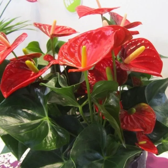 Антуриум (Anthurium)