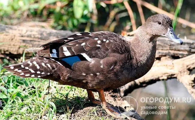 Уточки обитают по берегам рек и озер, питаются прибрежными и луговыми растениями, мелкой водной живностью