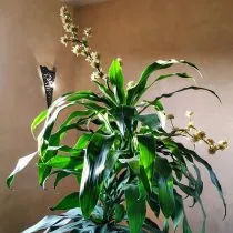 Драцена душистая (Dracaena fragrans)