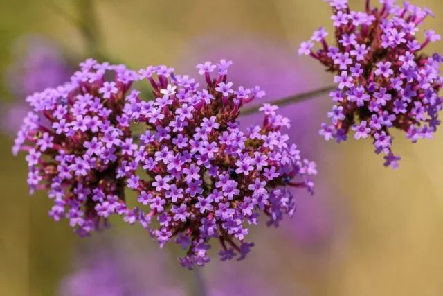 Вербена бонарская (Verbena bonariensis), которая также носит названия вербена буэнос-айресская, или вербена лиловая, родом из Бразилии и Аргентины