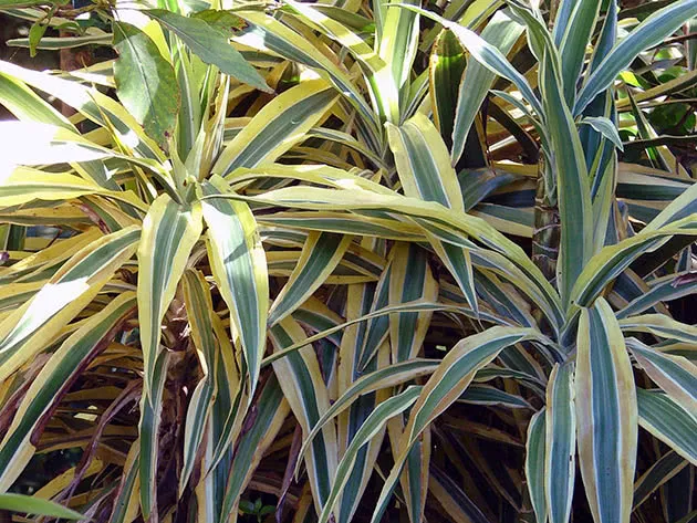 Драцена душистая (Dracaena fragrans)