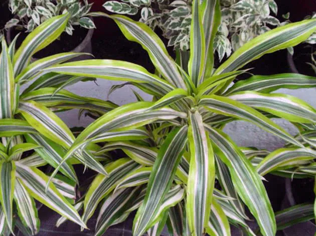 Драцена деремская (Dracaena Deremensis)