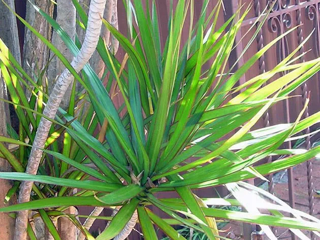 Драцена маргината, или драцена окаймленная (Dracaena marginata)