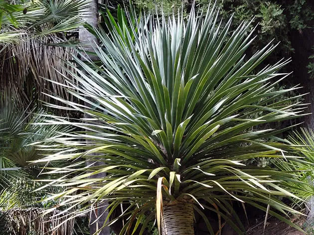 Драцена драконовая (Dracaena draco)