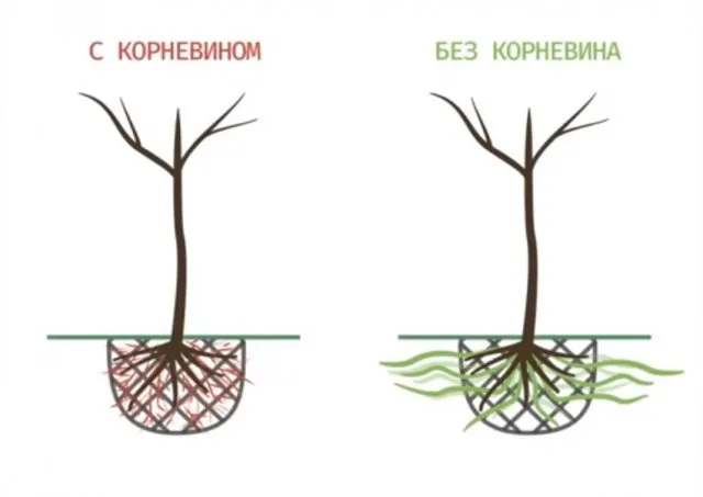 корневин при посадке дерева