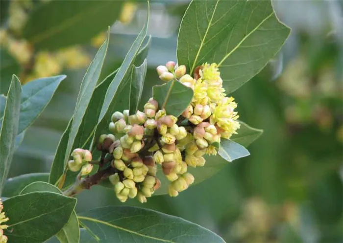 Laurus azorica (canariensis) / лавр азорский (канарский)