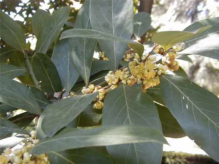 Laurus azorica (canariensis) / лавр азорский (канарский)