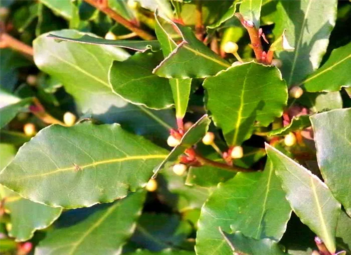 Laurus nobilis / лавр благородный