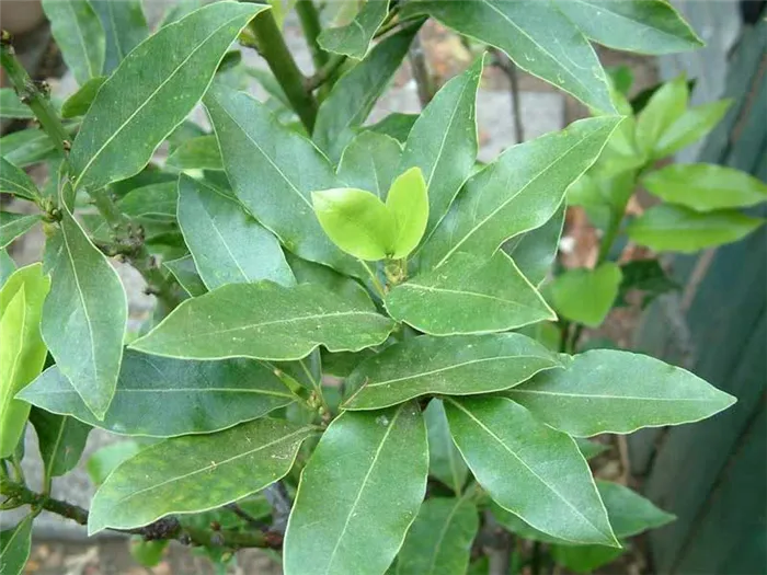 Laurus azorica (canariensis) / лавр азорский (канарский)