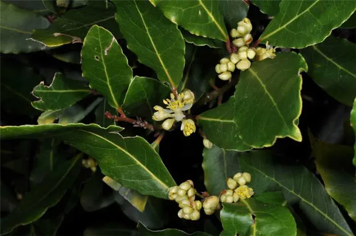 Laurus nobilis / лавр благородный