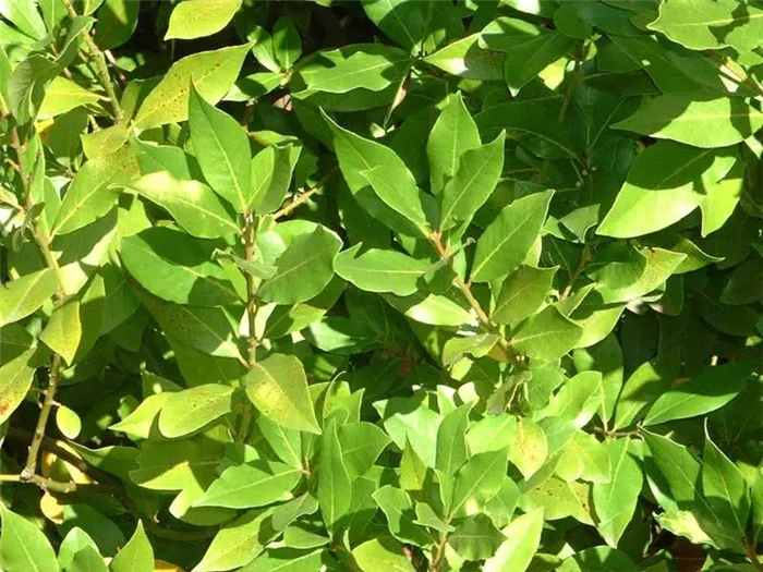 Laurus nobilis / лавр благородный