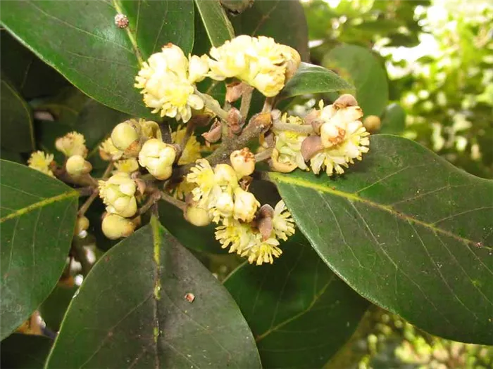 Laurus azorica (canariensis) / лавр азорский (канарский)