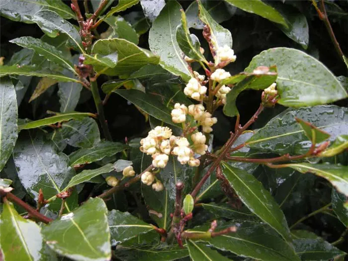 Laurus nobilis / лавр благородный