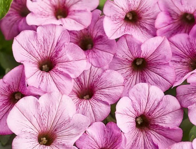 Supertunia Flamingo Petunia