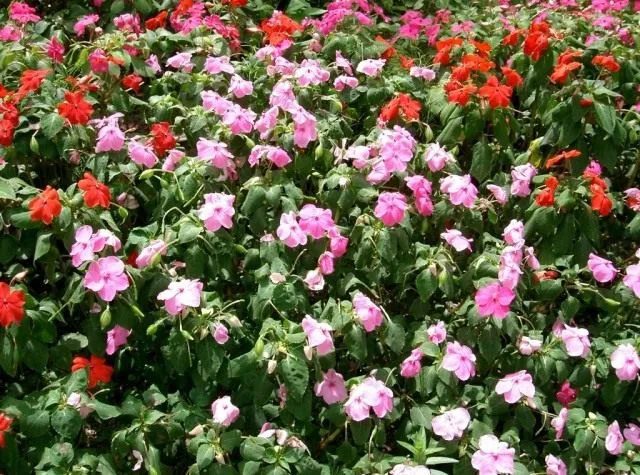 Недотрога Уоллера (Impatiens walleriana)