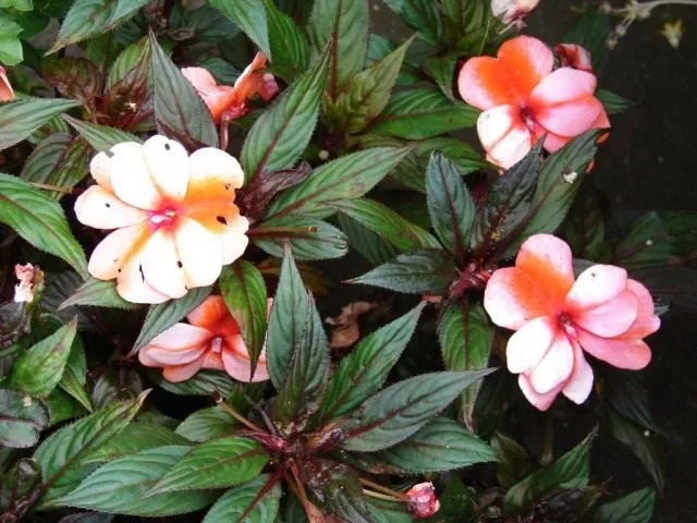 Недотрога Хокера (Impatiens hawkeri)