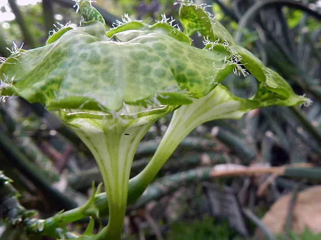 Церопегия Сандерсона (Ceropegia sandersonii)