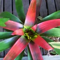 Гузмания кроваво-красная (Guzmania sanguinea) 