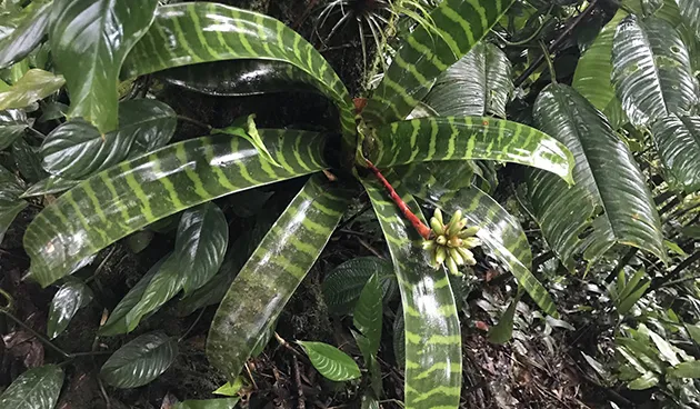 Гузмания мозаичная (Guzmania musaica)