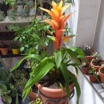 Гузмания язычковая (Guzmania lingulata)