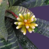 Гузмания мозаичная (Guzmania musaica)