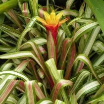 Гузмания Цана (Guzmania zahnii) 