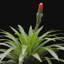 Гузмания одноколосая (Guzmania monostachia) 