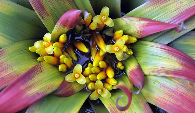 Гузмания кроваво-красная (Guzmania sanguinea)