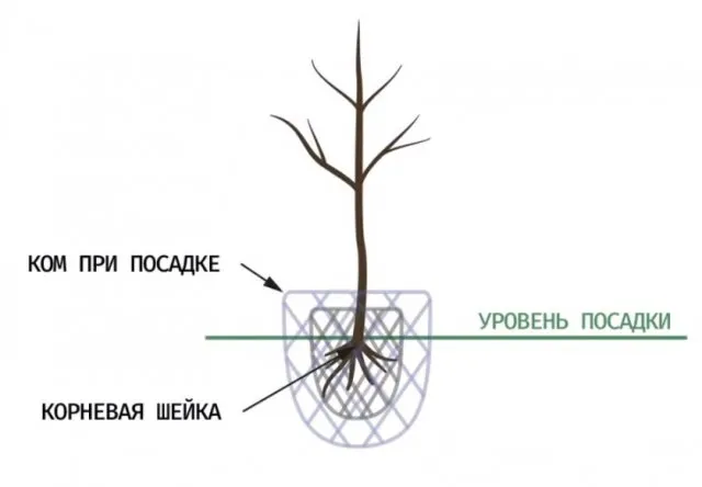 посадка саженцев