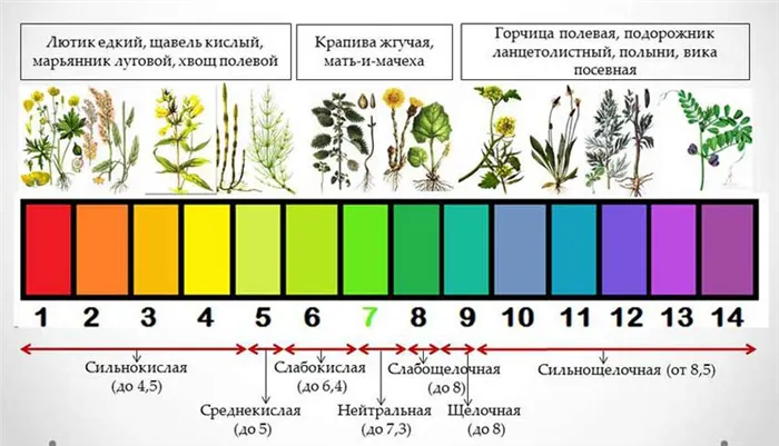 Растения-индикаторы кислотности