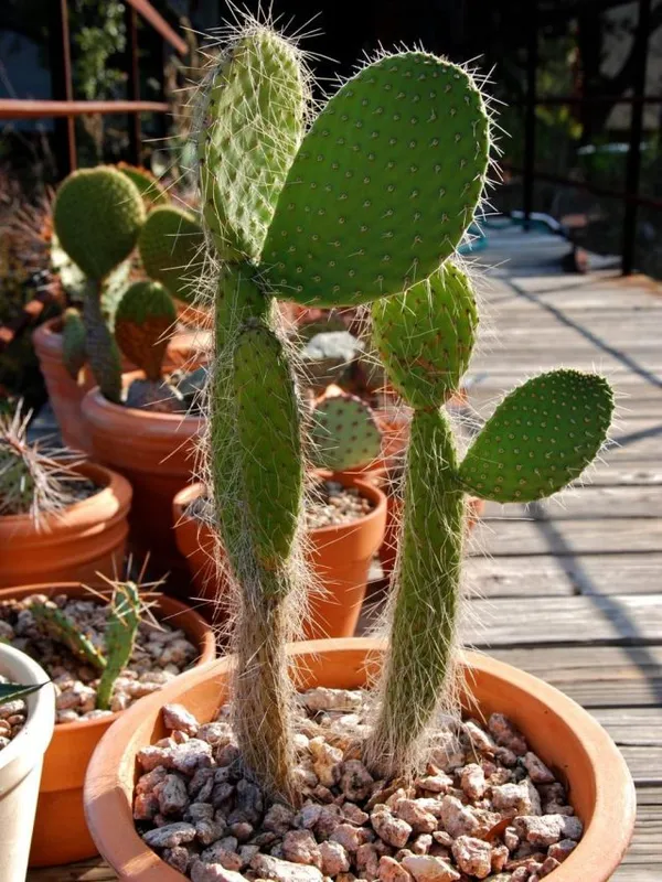 Опунция беловолосистая (Opuntia leucotricha) 