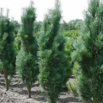 Сосна обыкновенная Фастигата (Pinus sylvestris)