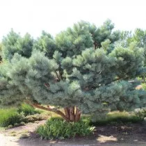 Сосна обыкновенная Ватерери (Pinus sylvestris)