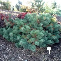 Сосна обыкновенная Альбинc (Pinus sylvestris)