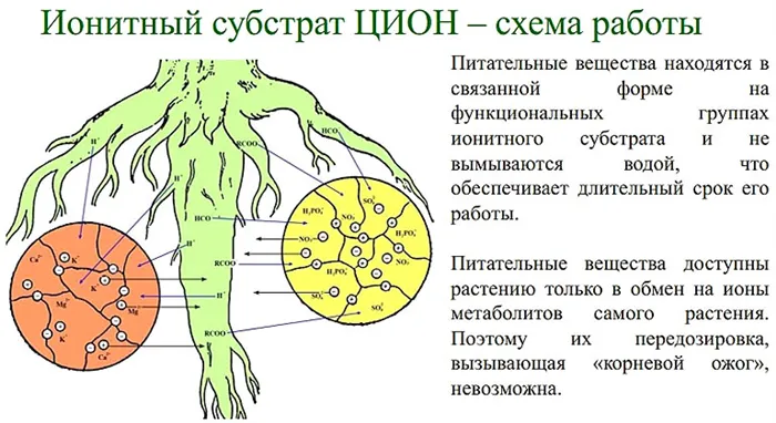 Посадка томатов с Ционом