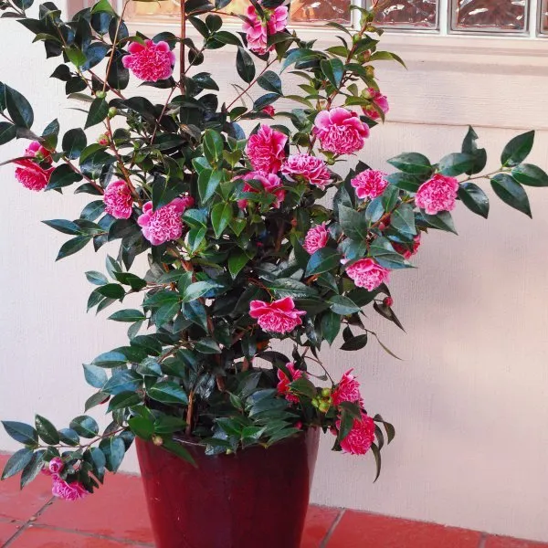 Камелия японская (Camellia japonica)