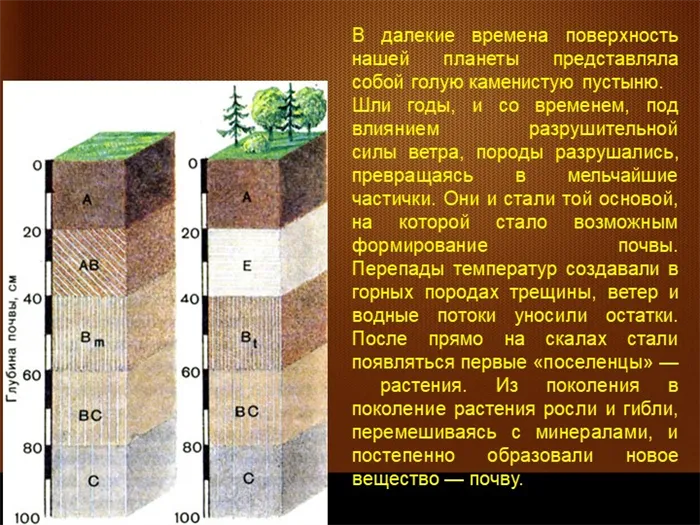 Давным-давно поверхность нашей планеты представляла собой голую каменистую пустыню.