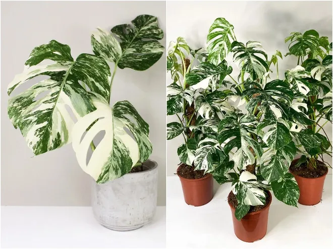 Деликатесная монстера с белыми листьями (Monstera Deliciosa Variegata)