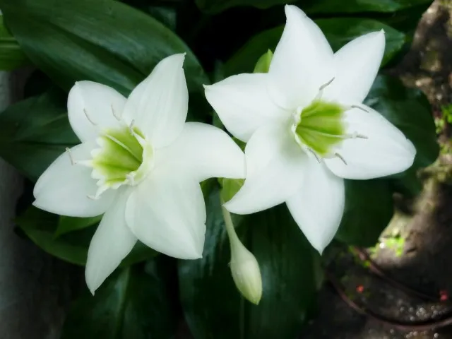 Эухарис крупноцветковый (Eucharis grandiflora)