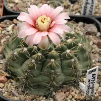 Семена GYMNOCALYCIUM baldianum