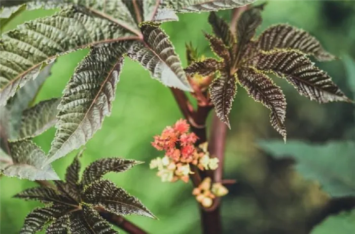 Клещевина обыкновенная (Ricinus communis). Соцветие и плоды